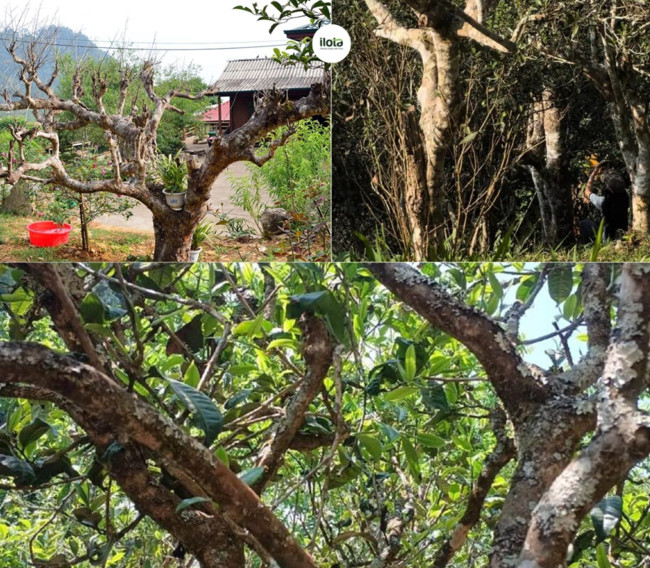 quy-cach-don-tia-cay-tra-shan-tuyet