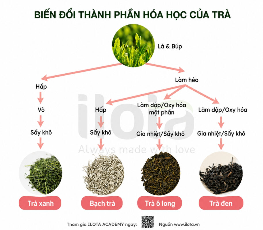 cac-hop-chat-hoa-hoc-trong-tra