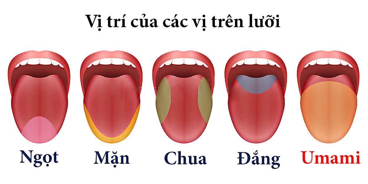 khuu-giac-trong-thu-nem-ca-phe