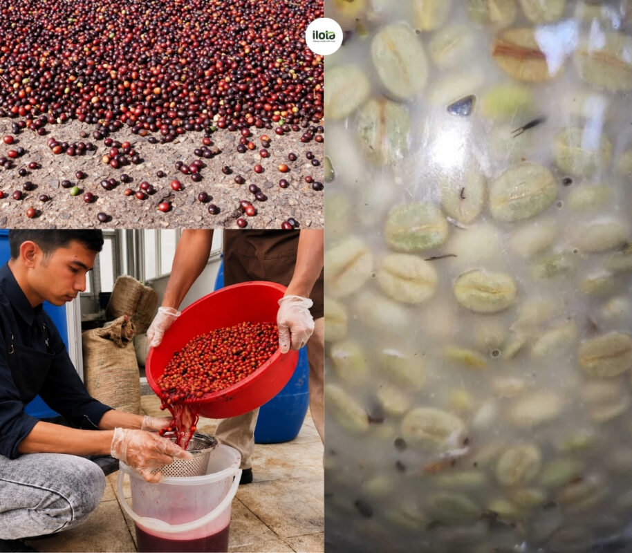 extended-fermentation-trong-so-che