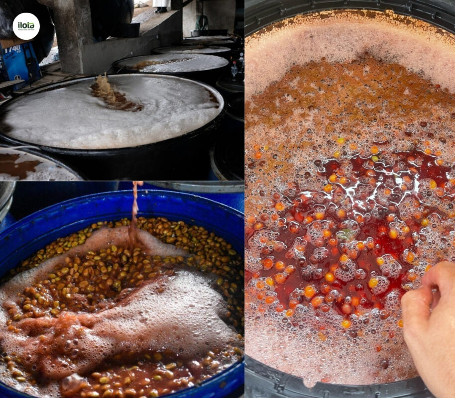 extended-fermentation-trong-so-che