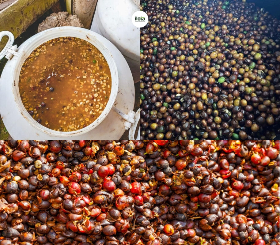extended-fermentation-trong-so-che