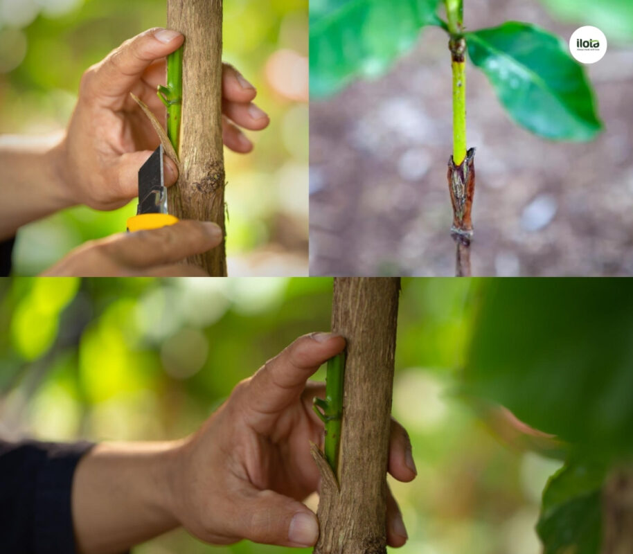 goc-ghep-ca-phe-muon-re-robusta-nuoi-bup-arabica