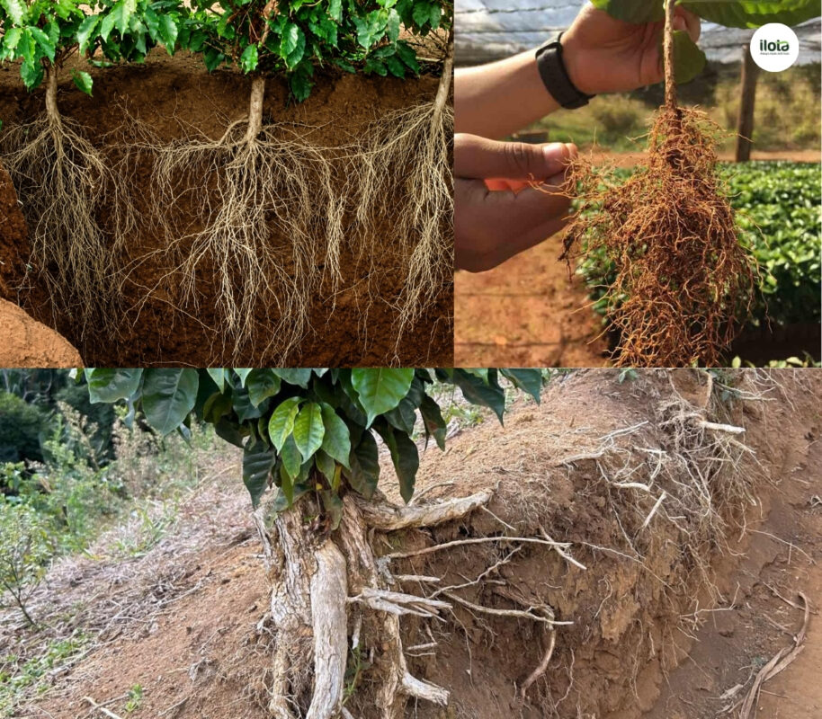 goc-ghep-ca-phe-muon-re-robusta-nuoi-bup-arabica