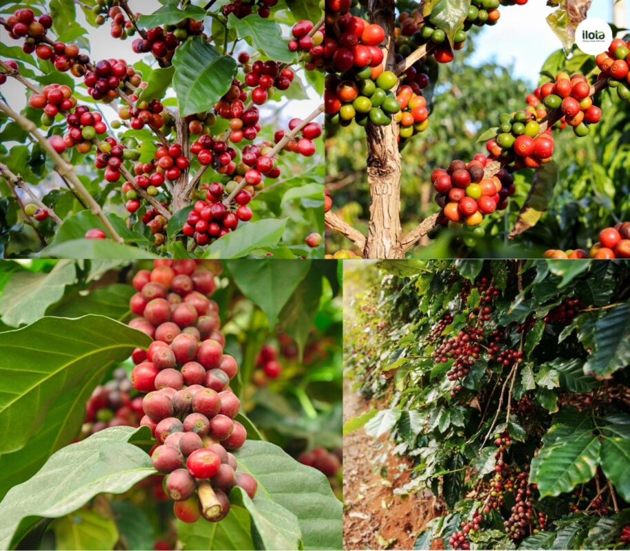 goc-ghep-ca-phe-muon-re-robusta-nuoi-bup-arabica
