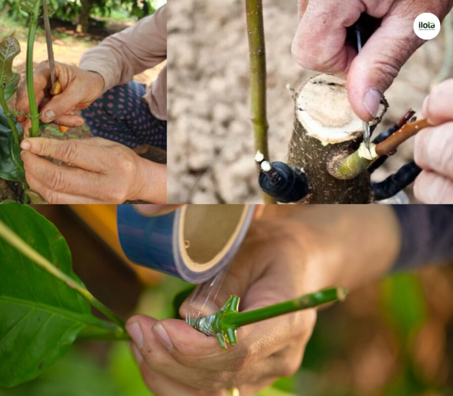 goc-ghep-ca-phe-muon-re-robusta-nuoi-bup-arabica