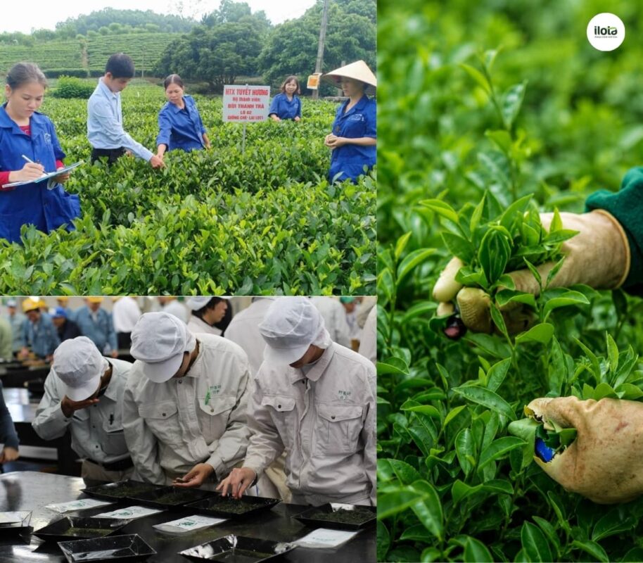 tra-dac-san-viet-nam-can-gi-de-vuon-ra-quoc-te-tai-sao-chat-luong-hang-dau-nhung-van-chat-vat-tim-cho-dung