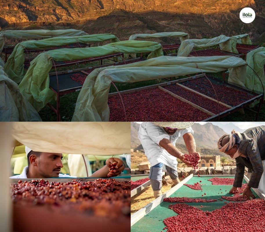giong-ca-phe-yemenia