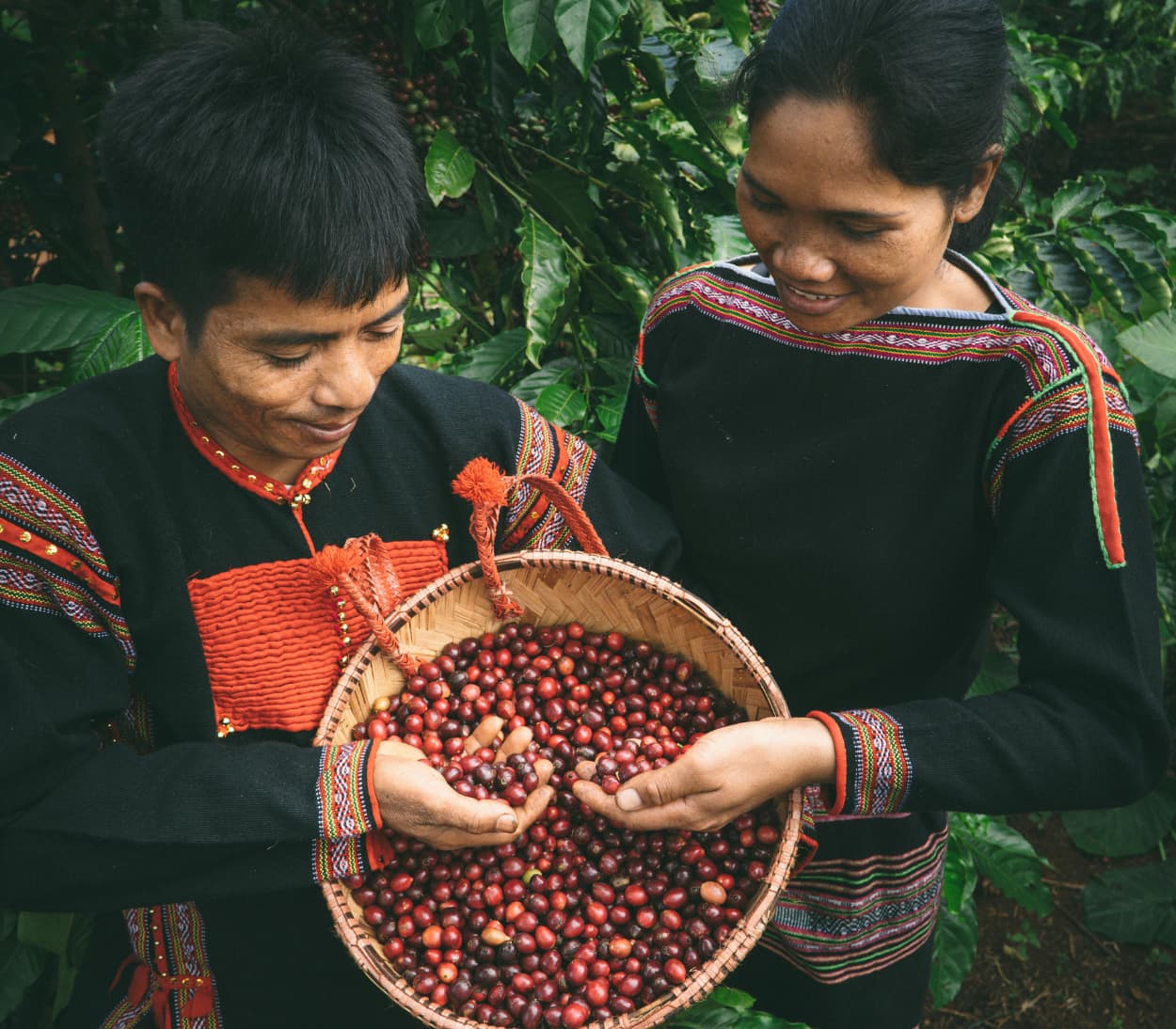 Trang trại và xưởng rang ILOTA