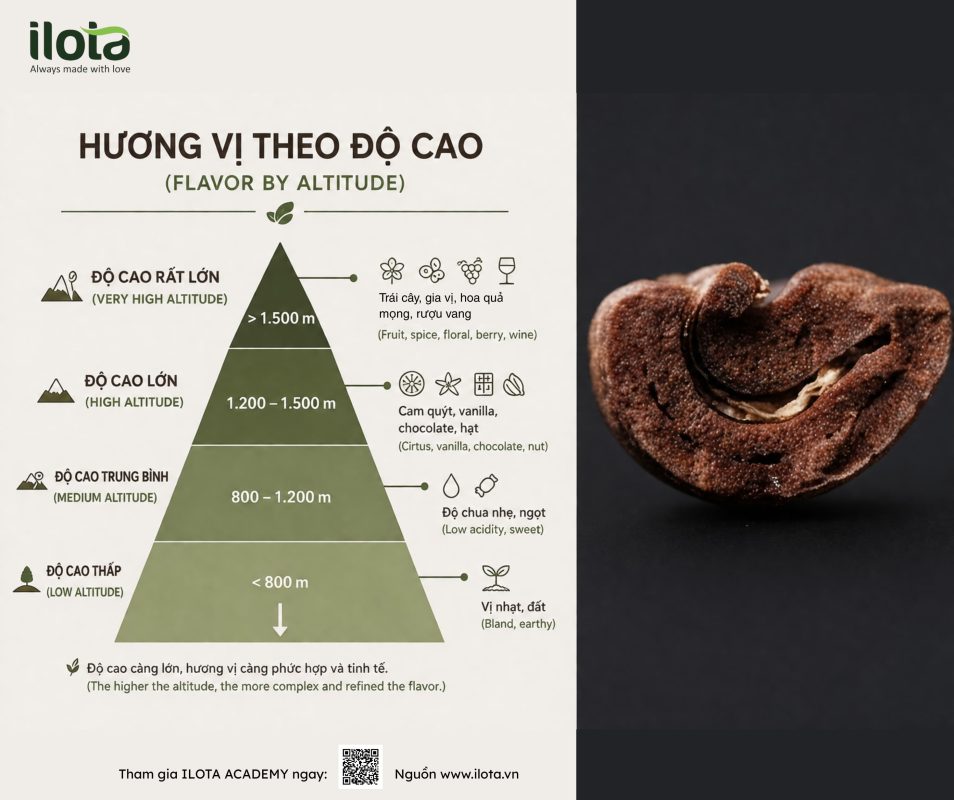 huong-ca-phe-hinh-thanh-o-dau