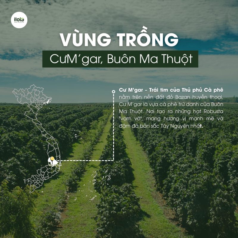 lich-su-ca-phe-buon-ma-thuot