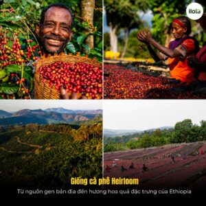 giong-ca-phe-heirloom-huong-vi-hoa-qua-cua-ethiopia