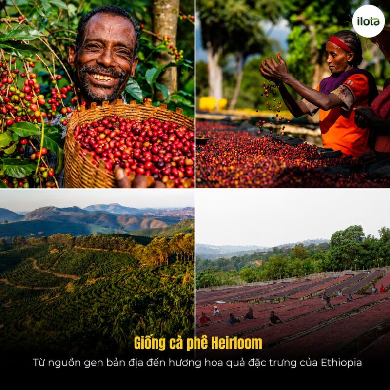 giong-ca-phe-heirloom-huong-vi-hoa-qua-cua-ethiopia