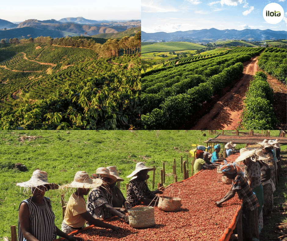 giong-ca-phe-heirloom-huong-vi-hoa-qua-cua-ethiopia