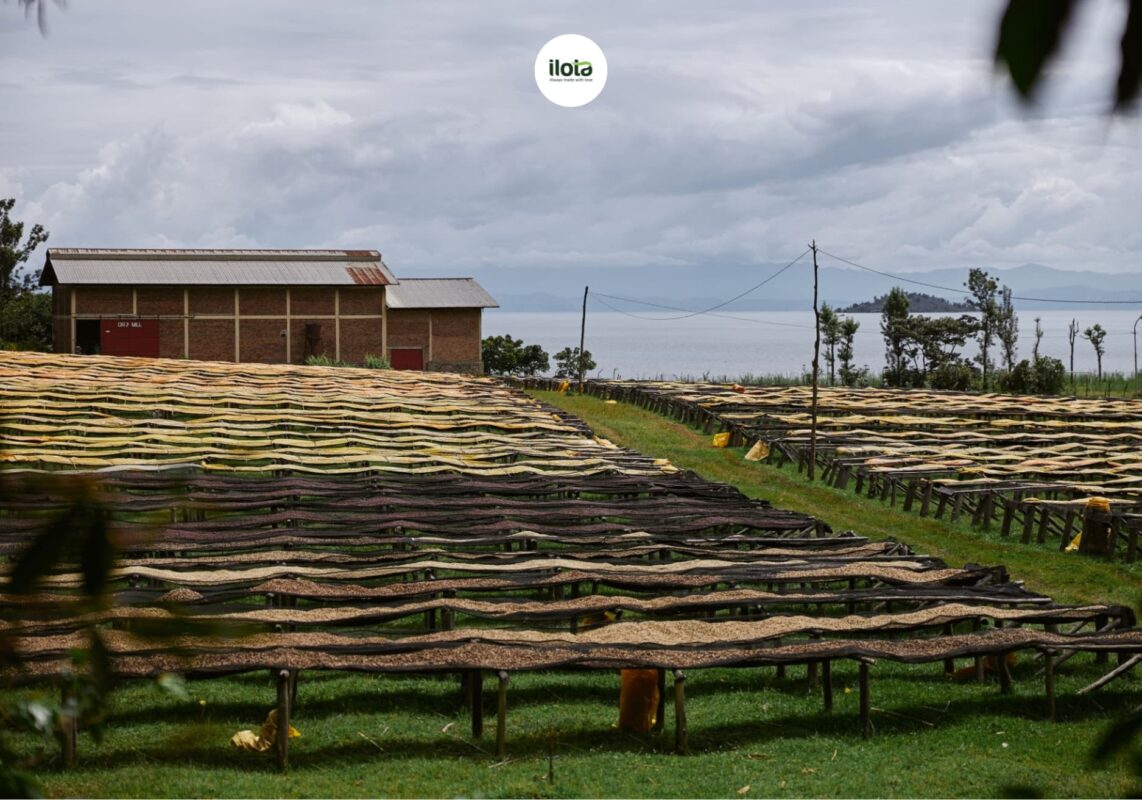 cai-noi-ca-phe-the-gioi-ethiopia