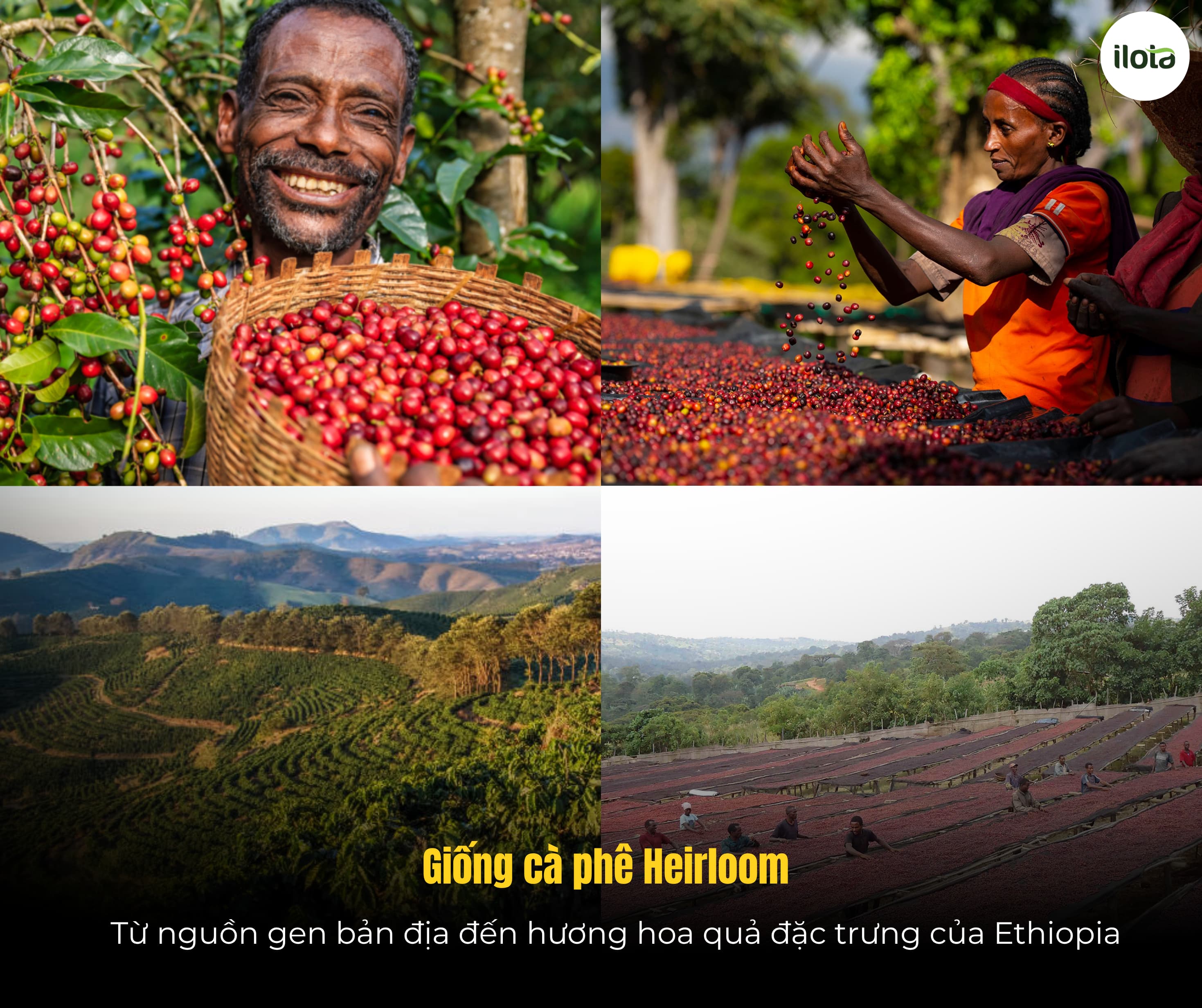 giong-ca-phe-heirloom-huong-vi-hoa-qua-cua-ethiopia