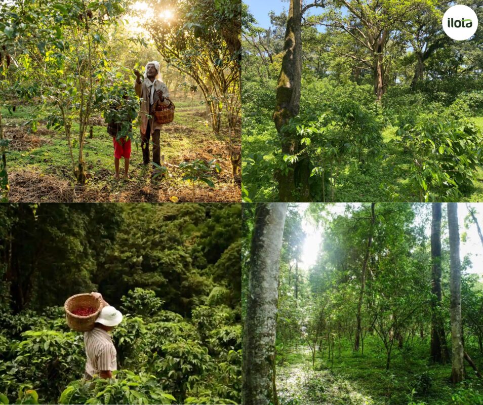 giong-ca-phe-heirloom-huong-vi-hoa-qua-cua-ethiopia