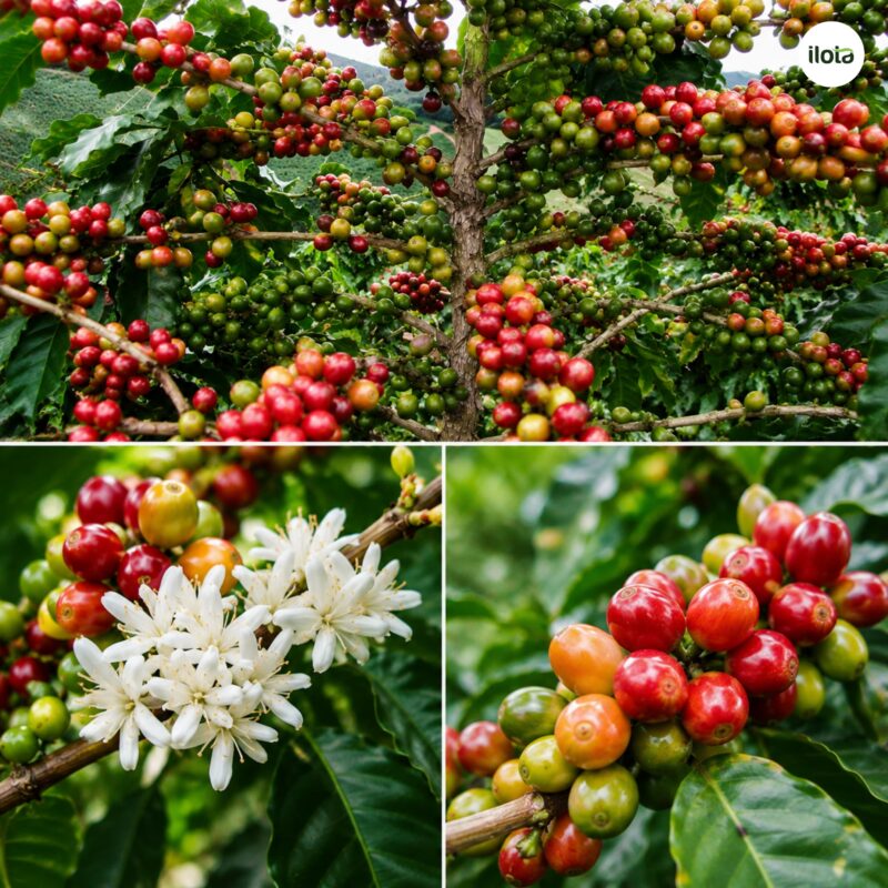 ca-phe-khong-caffeine-tu-nhien-7-loai-dac-biet