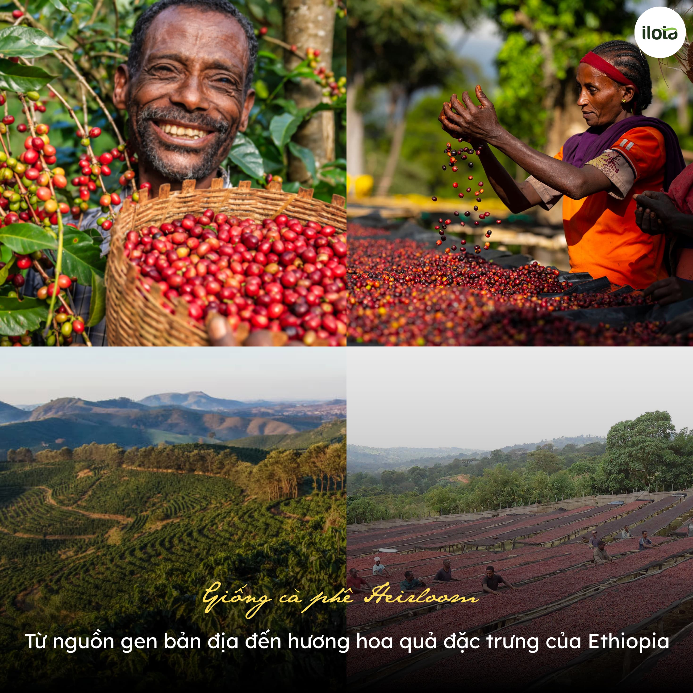 giong-ca-phe-heirloom-huong-vi-hoa-qua-cua-ethiopia