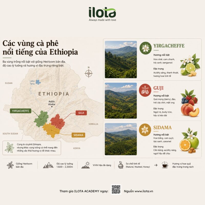 giong-ca-phe-heirloom-huong-vi-hoa-qua-cua-ethiopia