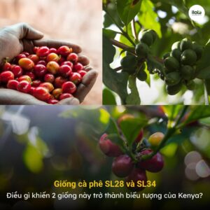 giong-ca-phe-sl28-va-sl34