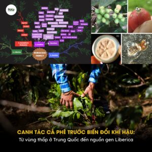 canh-tac-ca-phe-truoc-bien-doi-khi-hau