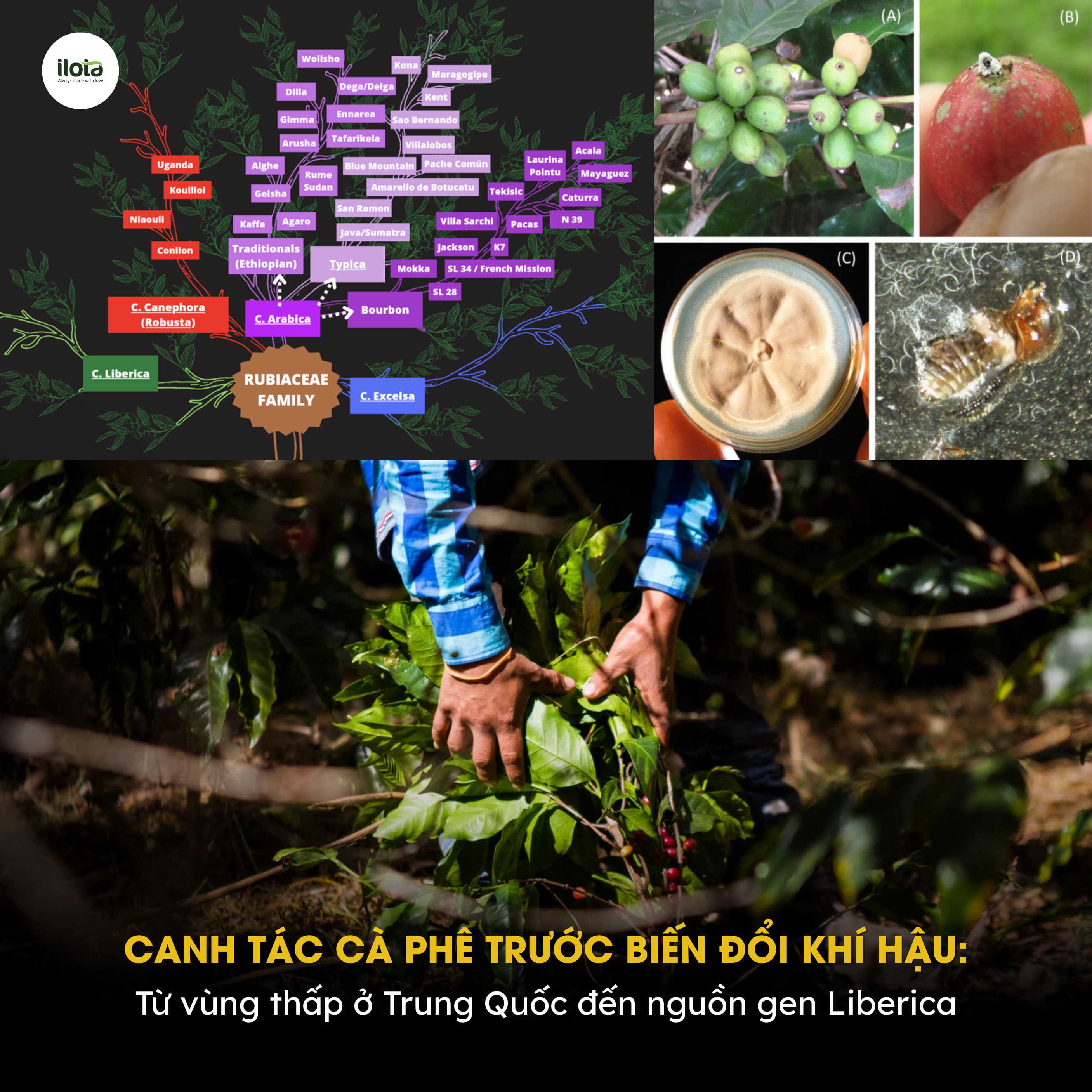 canh-tac-ca-phe-truoc-bien-doi-khi-hau
