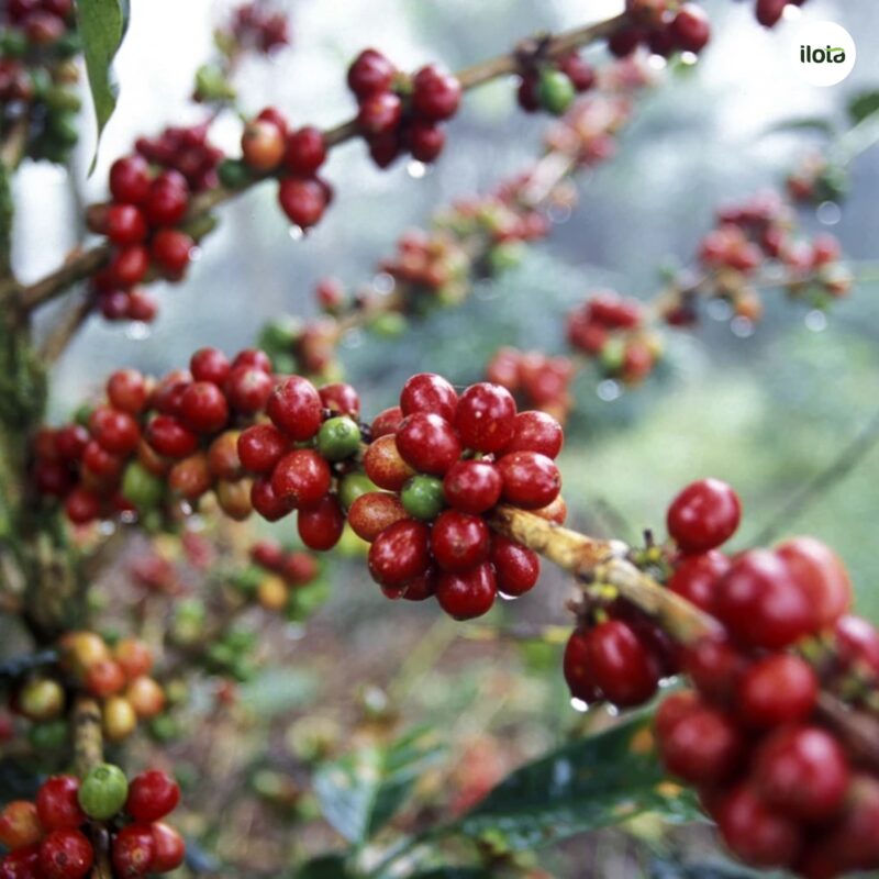 ca-phe-khong-caffeine-tu-nhien-7-loai-dac-biet