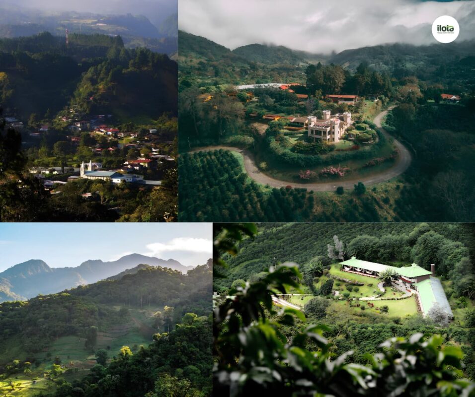 giong-ca-phe-heirloom-huong-vi-hoa-qua-cua-ethiopia