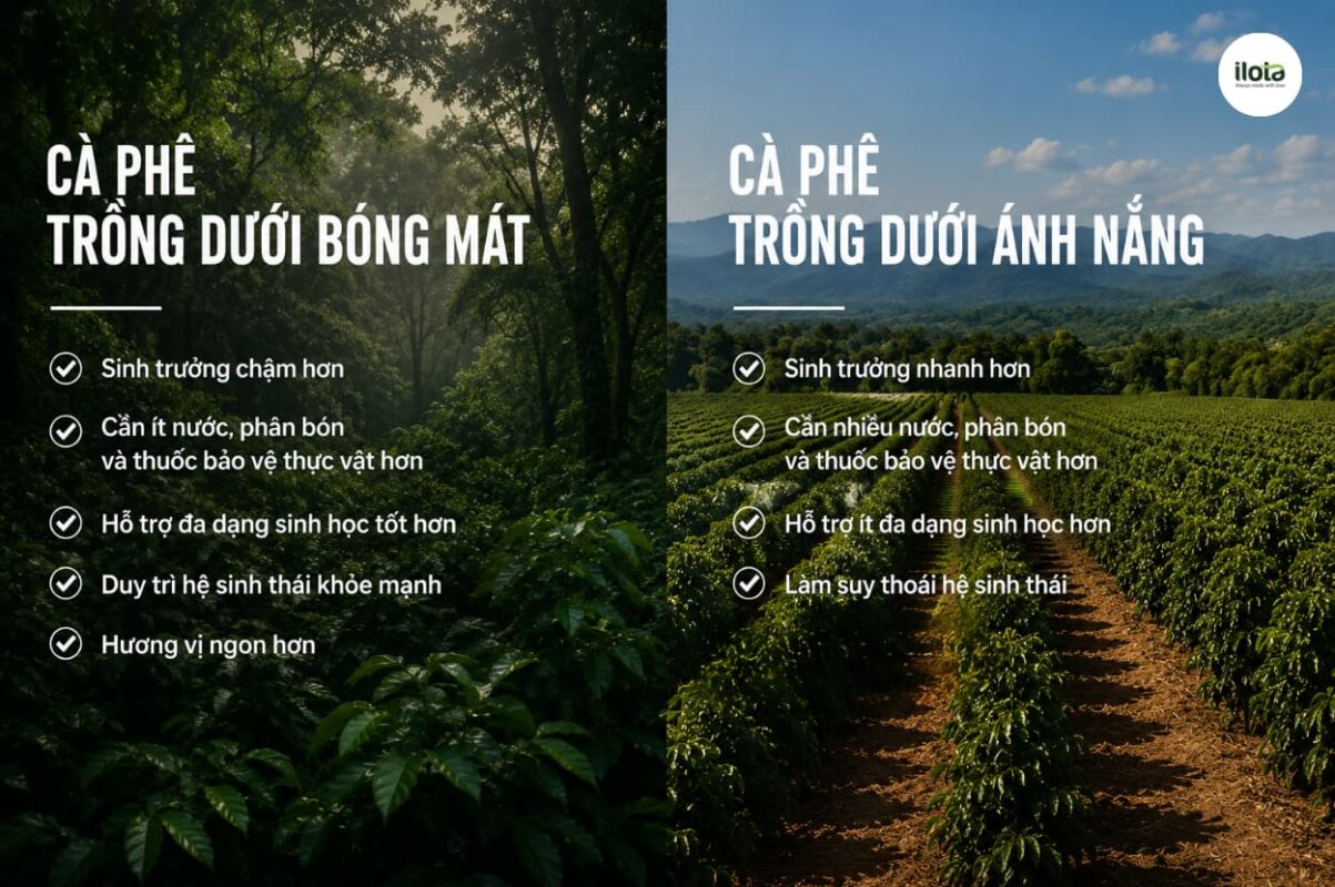 Tác động sinh thái của việc trồng cà phê: Đa dạng sinh học và hồi chuông cảnh báo từ Costa Rica