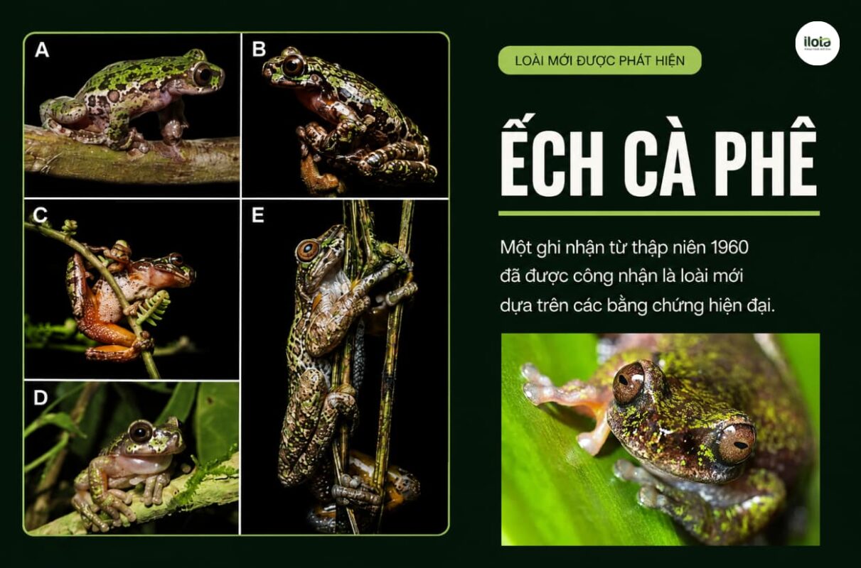 tac-dong-sinh-thai-cua-viec-trong-ca-phe
