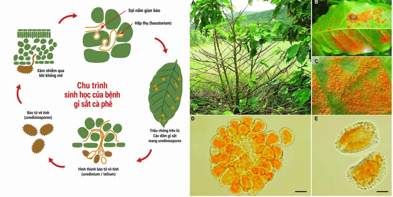 Tác động sinh thái của việc trồng cà phê: Đa dạng sinh học và hồi chuông cảnh báo từ Costa Rica