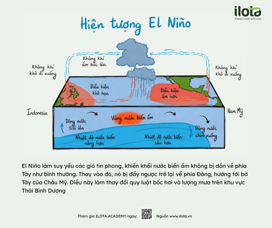 tac-dong-sinh-thai-cua-viec-trong-ca-phe