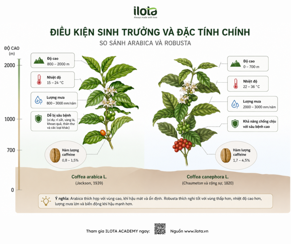 canh-tac-ca-phe-truoc-bien-doi-khi-hau