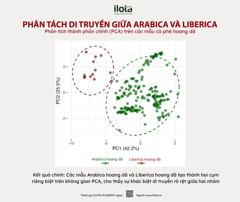 canh-tac-ca-phe-truoc-bien-doi-khi-hau