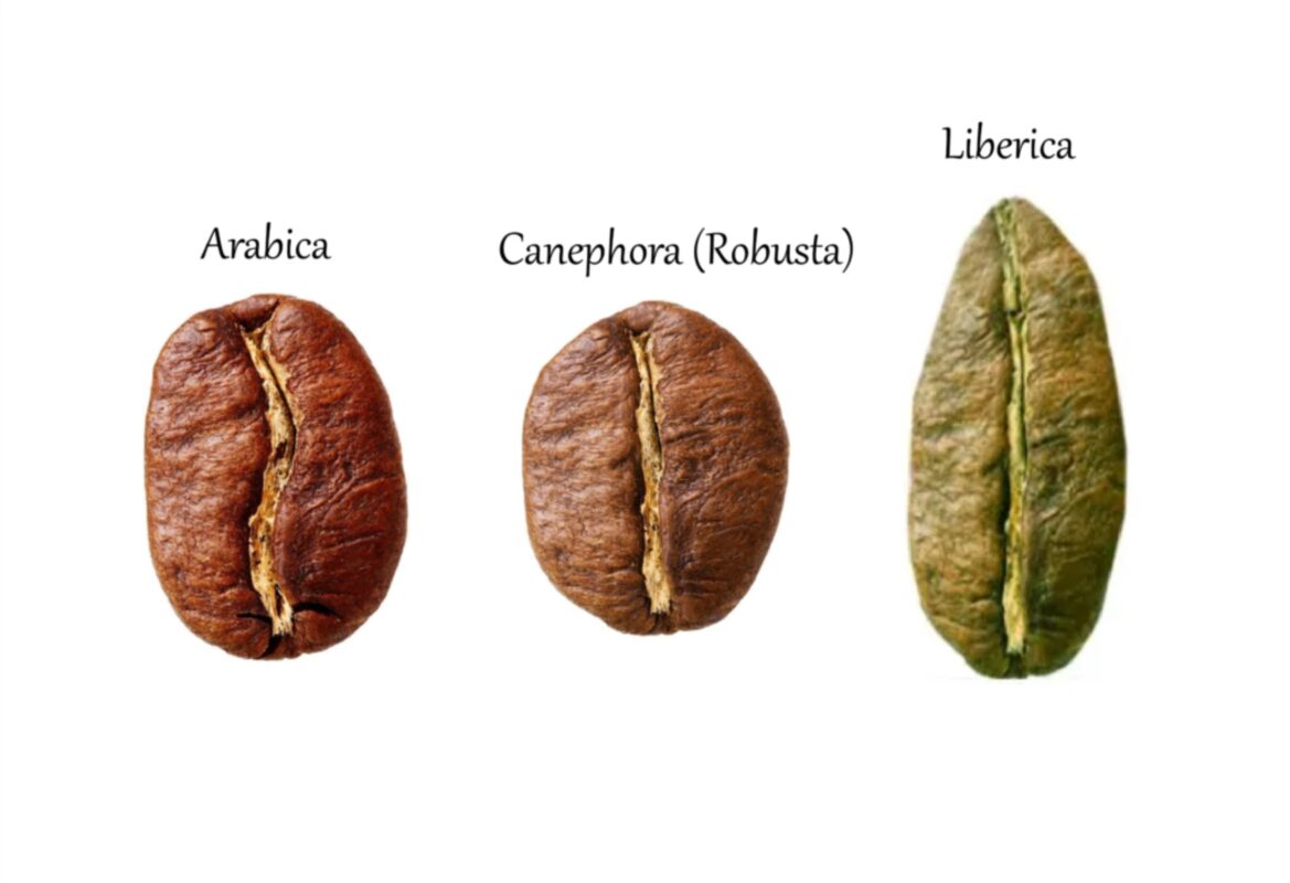 canh-tac-ca-phe-truoc-bien-doi-khi-hau