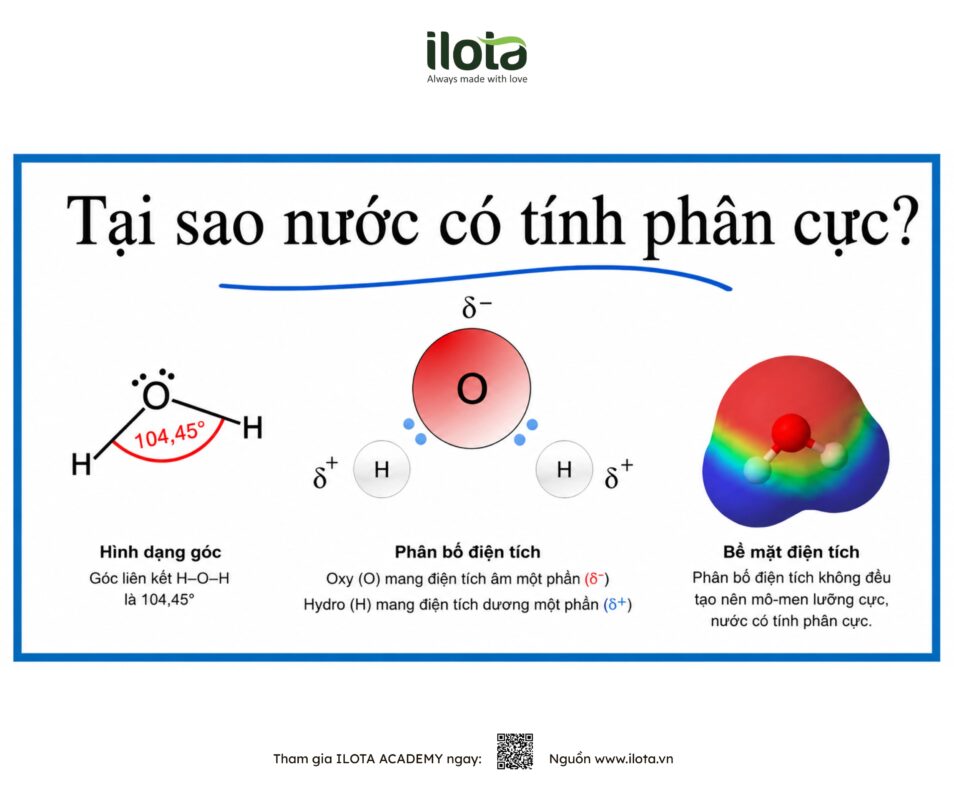 toi-uu-dung-moi-trich-ly-vai-tro-cua-magie-canxi