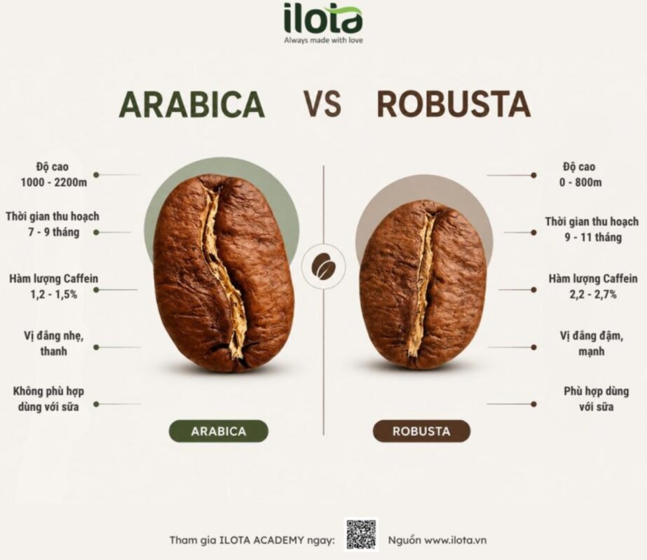 Tỷ lệ phối trộn cà phê Robusta và Arabica: Cách chọn tỷ lệ blend phù hợp