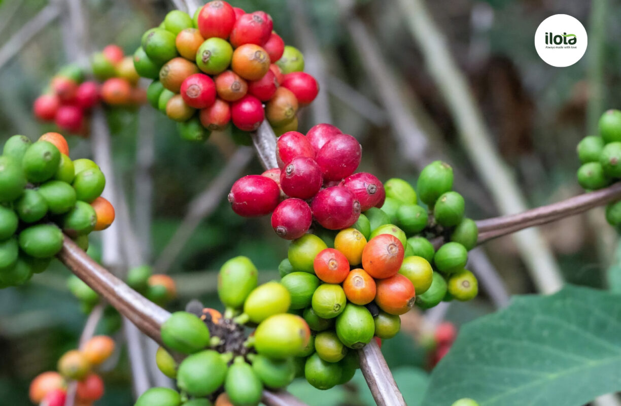 duong-trong-qua-ca-phe-den-tu-dau