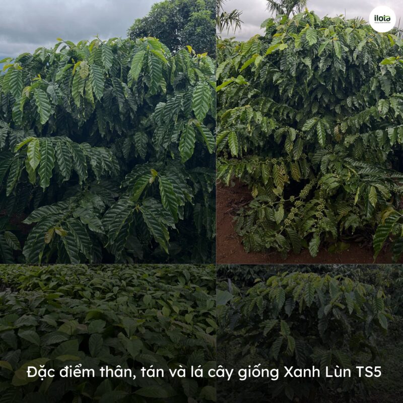 giong-ca-phe-xanh-lun-ts5/