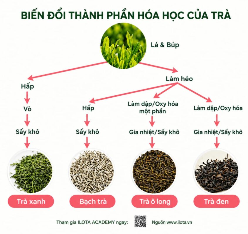 huong-tra-nam-o-dau-trong-la-tra
