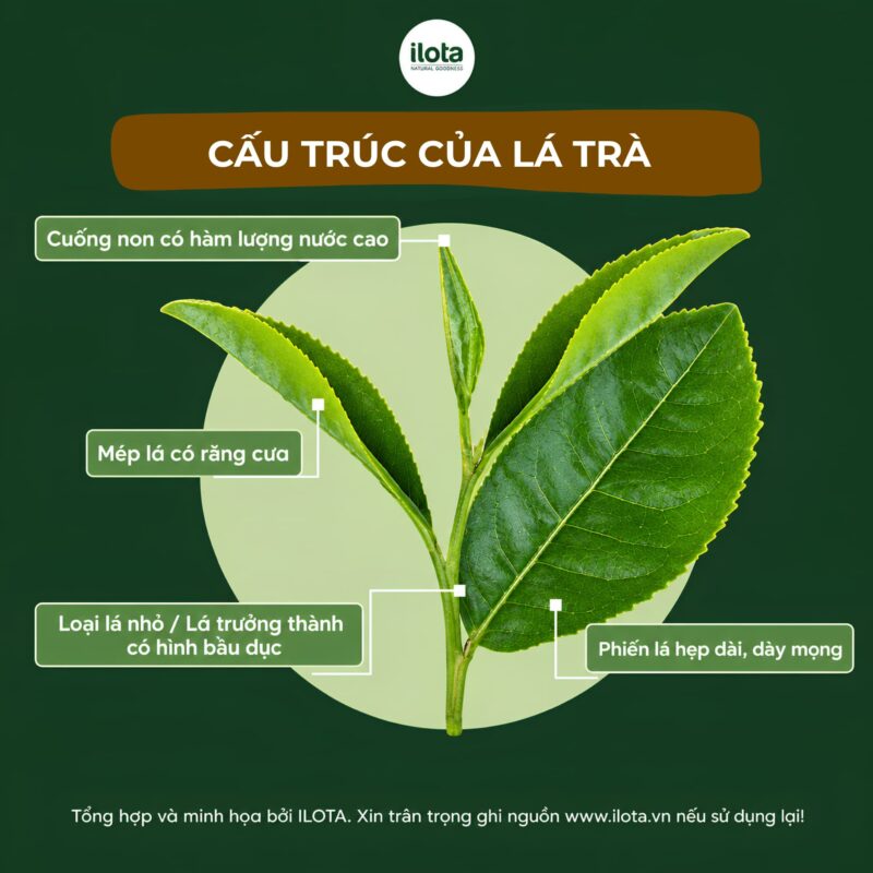 huong-tra-nam-o-dau-trong-la-tra