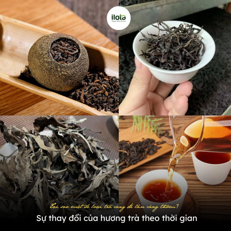 tai-sao-mot-so-loai-tra-cang-de-lau-cang-thom