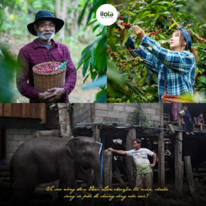 nong-dan-thai-lan-chuyen-tu-mia-chuoi-sang-ca-phe