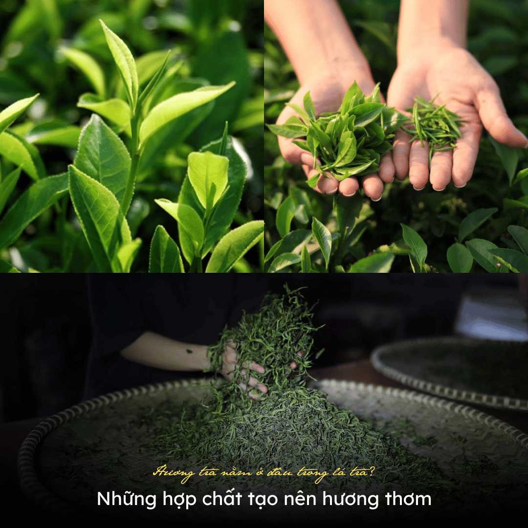 huong-tra-nam-o-dau-trong-la-tra