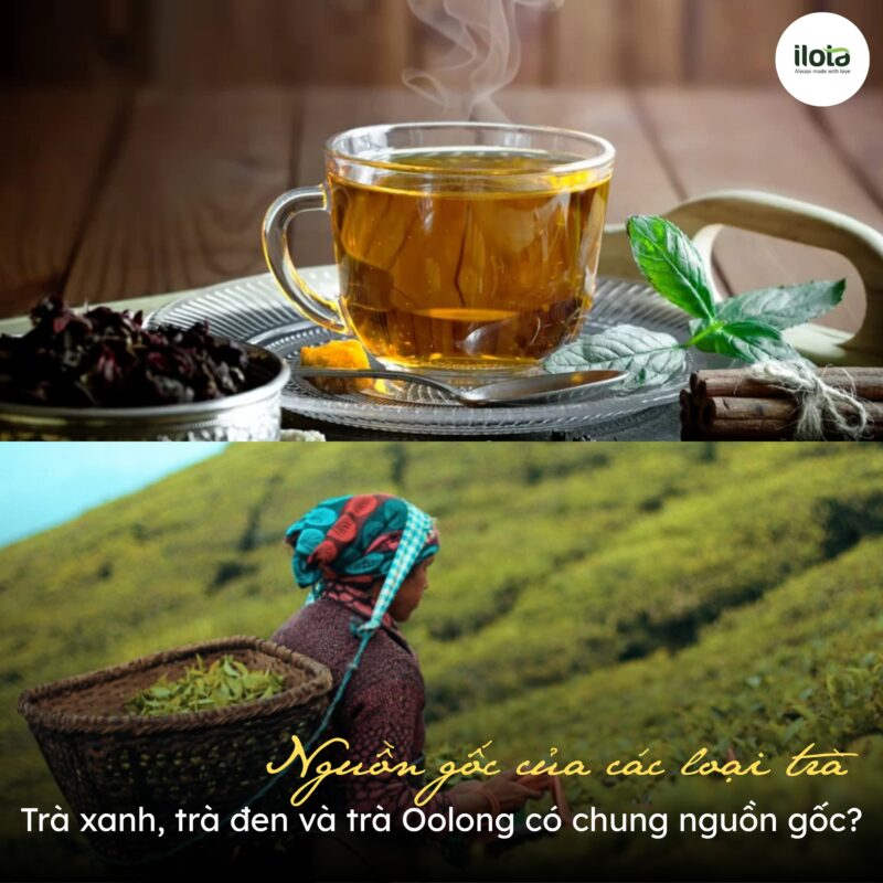 Nguồn gốc của các loại trà: Trà xanh, trà đen và trà Oolong có chung nguồn gốc?