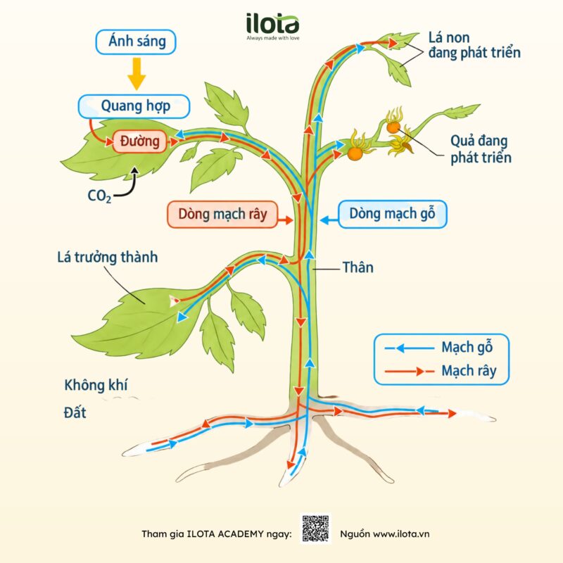 qua-trinh-chin-cua-qua-ca-phe-nhung-thay-doi-hoa-hoc