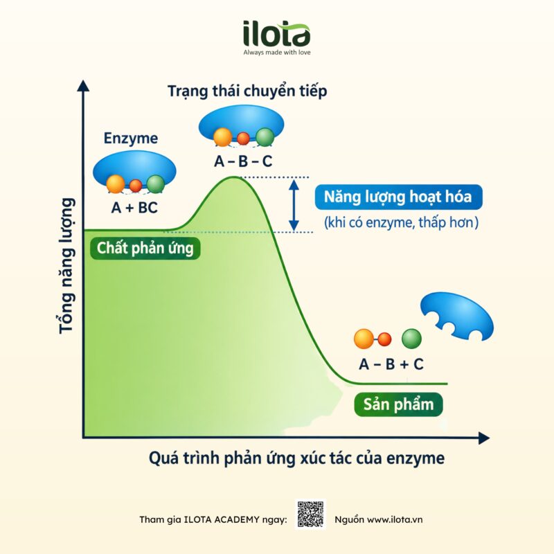 qua-trinh-chin-cua-qua-ca-phe-nhung-thay-doi-hoa-hoc