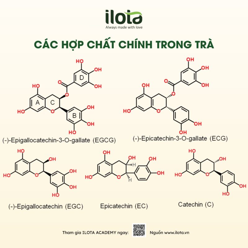 oxy-hoa-la-tra-va-cot-tra-5-khac-biet-it-nguoi-biet