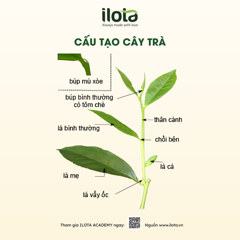 cuong-tra-anh-huong-vi-tra-5-yeu-to-quyet-dinh